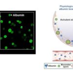 Yumşaq robot əl insan toxunuşuna nail olmaq üçün küncləri “görür”İnqrid Fadelli , Phys.org tərəfindən