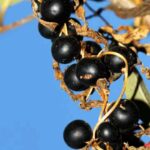 Ayın əyri tərəfli olmasının səbəbi böyük bir toqquşma ola bilər