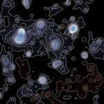 Dəniz ulduzları mərkəzi sinir sistemi və ya beyni olmadan boru ayaqlarını necə idarə edirlər