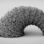 Asılmış mamır mamırı ac ​​quşlardan mavi manakin yumurtalarını necə xilas edir