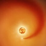 Avstraliyanın ucqar ərazilərində nektar vəziləri görünən yeni kol pomidor növü kəşf edilib