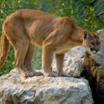 Hörümçək meymunları ən yaxşı meyvəni tapmaq üçün biliklərini birləşdirirlər