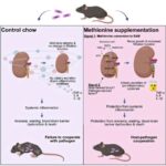 Mis daşıyan birləşmə, dəmiri təqlid edərək MRSA bakteriyalarını hədəf alır və öldürür