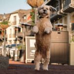 Xatirələriniz illüziyadırmı? Yeni bir araşdırma Boltzmann beyin paradoksunu həll edir