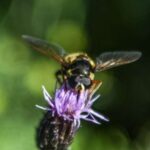 Seçmə keysəriyyə əməliyyatı uşaqlıq dövründə kortizolun aşağı olması ilə əlaqələndirilir