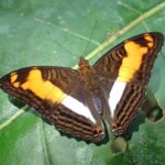 Mərcanlar bizim kimi yatırlar, amma simbiontları heç vaxt dincəlmir