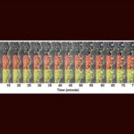 Beton cəngəlliklər Yaponiyada zəncirotu toxumlarının yayılmasını necə dəyişə bilər