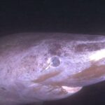 (Metabolik) “həyat dəyəri”: Yeni metod metabolik yolların saxlanılmasının gizli enerji xərclərini kəmiyyətcə müəyyən edir