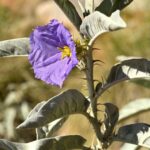 Betelgeuse-nin gizli yoldaş ulduzu: Siwarhanın “oyanışı” aşkar edildi