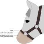 NASA-nın yeni ay raketi fevral ayında astronavtların buraxılışından əvvəl yerə enəcək