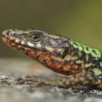 Twitter məlumatları polen mövsümünün niyə pisləşdiyini anlamaqda tərəfdarların fikir ayrılığını ortaya qoyur