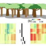 İşığın yarpaqlara necə əks olunması tədqiqatçılara ölən meşələri müəyyən etməyə kömək edə bilərErin Fennessy, Notre Dame Universiteti tərəfindən