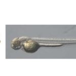 2D yarımkeçiricilər üzərində birbaşa yetişdirilən ultra kiçik, yüksək performanslı elektronika