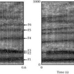 Araşdırma göstərir ki, Pūkeko quşları səs elementlərini birləşdirərək ünsiyyət üçün mürəkkəb çağırış ardıcıllığı yaradırlar
