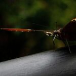 Dünyanın ən qədim qayaüstü rəsmləri insanların Avstraliyaya erkən köçünün əlamətlərini göstərir