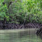 Daşqın sularının fosil əmələ gəlməsinə necə təsir etməsi