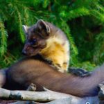 Yaradıcı istedad: Süni intellekt insanları məğlub edibmi?