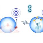 Real vaxt rejimində görüntüləmə hüceyrələr və tək bir neyronun uzantıları arasındakı təması ələ keçirir