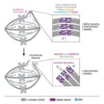 Gələcək şeylərin forması: Sferoid həndəsə çoxhüceyrəli orbit və işğalı necə istiqamətləndirir