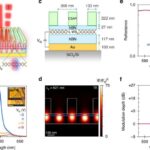 İşığın yarpaqlara necə əks olunması tədqiqatçılara ölən meşələri müəyyən etməyə kömək edə bilərErin Fennessy, Notre Dame Universiteti tərəfindən