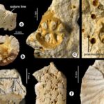 Səhv şəxsiyyət nümunəsi: Alyaskadan tapılan mamont qalıqlarının iki qədim balinaya aid olduğu ortaya çıxdı