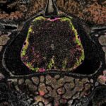 Rəqəmsal “yaddaş sarayı” məkanların xatirələri kodlaşdırmağımıza necə kömək etdiyini işıqlandırır