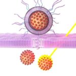 Beynin zülal təmizləmə prosesi demensiyada rol oynaya bilər