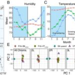 Alkoqolizmlə mübarizədə nadir şəkərlərdən istifadə