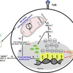 Meyvə milçəklərinin embrional mərhələsi iqlimə uyğunlaşmanın erkən başladığını göstərir