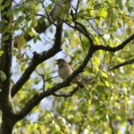 Genomik tədqiqat düymə göbələyinin təkamül və evcilləşmə tarixini ortaya çıxarır