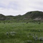 İki mərhələli genom redaktəsi tam uzunluqlu insanlaşdırılmış siçan modellərinin yaradılmasına imkan verir