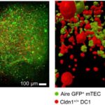 Çoxfunksiyalı mexanofor istilik və ya UB-dən yalançı həyəcan siqnalları olmadan struktur zədələnmələrini aşkarlayır