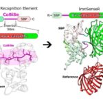 Qədim İspan ağacları Aralıq dənizi fırtınalarının şiddətləndiyini göstərir