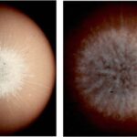 Niyə böyük maliyyə qərarları verərkən süni intellektdən daha çox romantik tərəfdaşlara etibar edirik