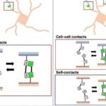 Yetkinlik dövründə təxirəsalma yeniyetməlik dövründə beyin inkişafı ilə əlaqəlidir