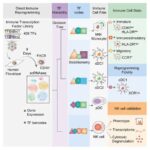 Struktur əsaslı RNT neyro-əzələ xəstəliklərinin müalicəsinə səbəb ola bilər