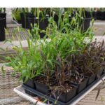 İlk kainatdakı “Platypus” obyektləri ulduzlara bənzəyir, lakin qalaktikalar kimi davranırlar