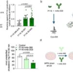 Hüceyrələri xəstəliklərlə mübarizə aparan immun hüceyrələrinə yenidən proqramlaşdırmaq üçün “resept kitabı”