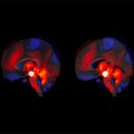 Şəhər torpaqları qazılmış torpağı üzvi tullantılarla qarışdırmaqla yeni həyat qazanır
