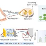 Araşdırma göstərir ki, iki zərərli gen variantı birləşdirildikdə funksiyanı bərpa edə bilər