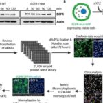 Pandemiyanın gizli fəsadları: Milyonlarla xroniki xəstəlik diaqnoz qoyulmamış qalır