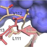 Alimlər ağciyər xərçənginin “mühafizə sistemini” və onu necə zərərsizləşdirməyi kəşf etdilər