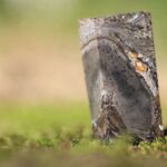 Dördgözlü Kembri balığı fosilləri onurğalı epifiz kompleksinin mənşəyinə işarə edir