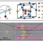 Seyrək dil tükləri, işçi arılar ortaya çıxdıqda ana arıların niyə qidalanmağı dayandırdığını izah edir
