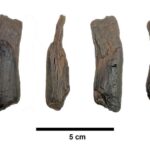 Alimlər Yunanıstandakı bir ərazidən ən qədim taxta alətləri tapdılar