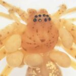 Bitki örtüyü çox quru şəhərlərdə istilik adası effektini daha da artıra bilər