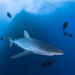 Otlaq mal-qarasının sayının azalması risklər və imkanlar yaradır