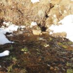 Havadan ağaclarda quraqlıq stressinin aşkarlanması