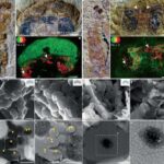 Alimlər nəsli kəsilmiş yeni bir həyat forması kəşf etmiş ola bilərlər