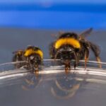 Cinsiyyətsiz yam növləri quşları aldatmaq və daha da uzaqlara yaymaq üçün təqliddən istifadə edir